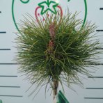 Borovica čierna (Pinus nigra) ´SUMMER BREEZE´ - výška 110-130 cm, kont. C4L – NA KMIENKU